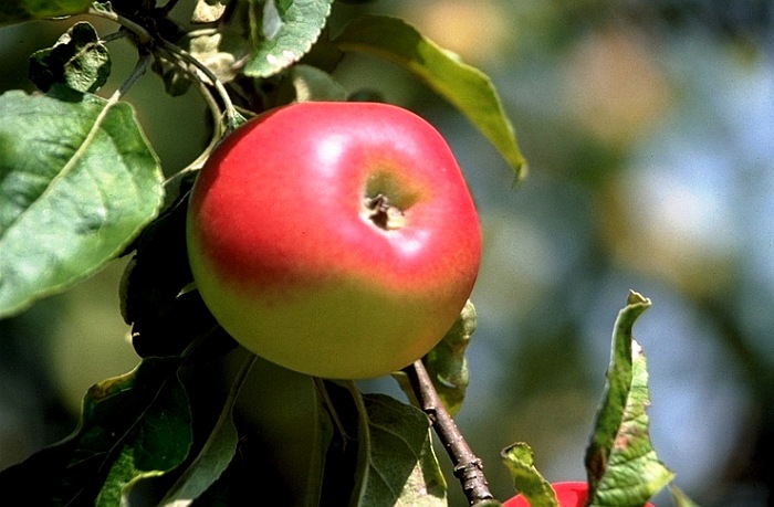 Jabolko KOzjansko