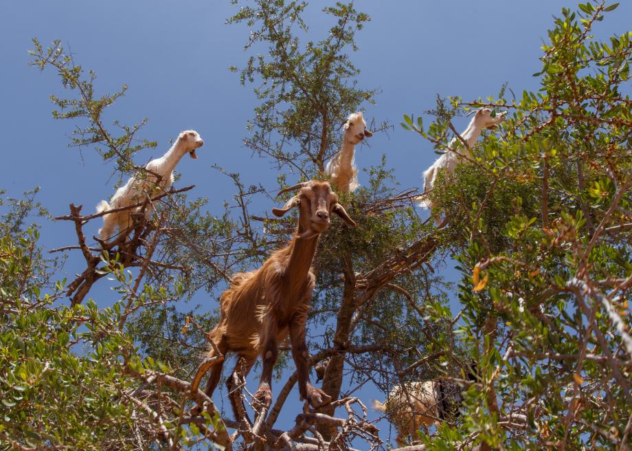climbing-goats2